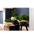 Natural - Dorant Natural - Dorant