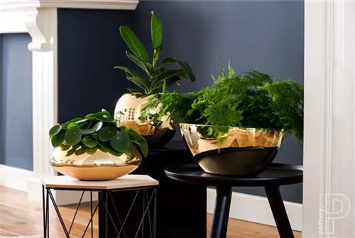 Natural - Dorant Natural - Dorant