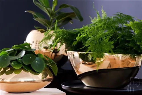 Natural - Dorant Natural - Dorant