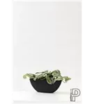 Natural - Dorant Natural - Dorant