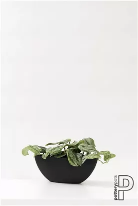 Natural - Dorant Natural - Dorant