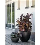 Natural - Dorant Natural - Dorant