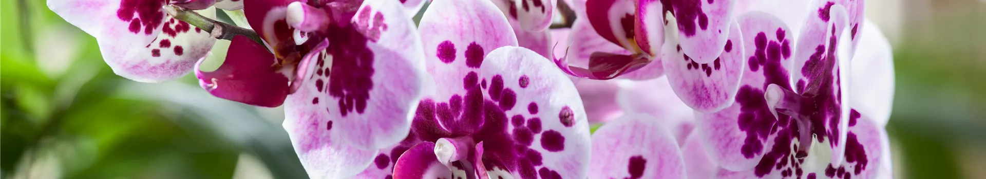 Die Orchideen-Klassiker Die Orchideen-Klassiker