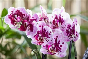 Die Orchideen-Klassiker