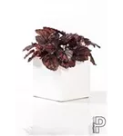 Essential - Fleur Essential - Fleur