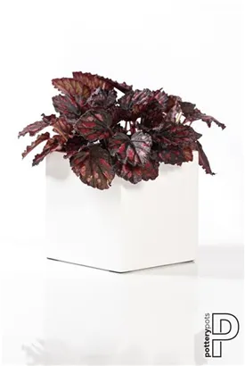 Essential - Fleur