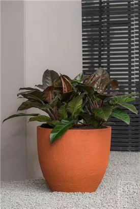 Oyster - Jesslyn Oyster - Jesslyn