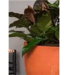 Oyster - Jesslyn Oyster - Jesslyn