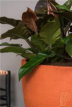 Oyster - Jesslyn Oyster - Jesslyn