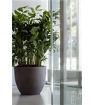 Oyster - Jesslyn Oyster - Jesslyn