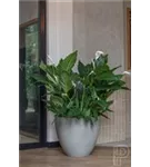 Oyster - Jesslyn Oyster - Jesslyn