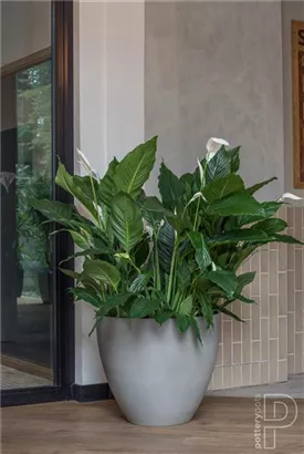 Oyster - Jesslyn Oyster - Jesslyn