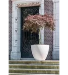 Oyster - Jesslyn Oyster - Jesslyn