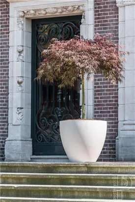 Oyster - Jesslyn Oyster - Jesslyn