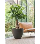 Oyster - Jesslyn Oyster - Jesslyn