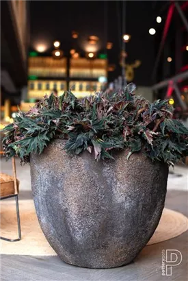 Oyster - Jesslyn Oyster - Jesslyn