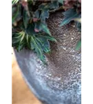 Oyster - Jesslyn Oyster - Jesslyn