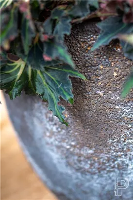 Oyster - Jesslyn Oyster - Jesslyn