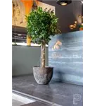 Oyster - Jesslyn Oyster - Jesslyn