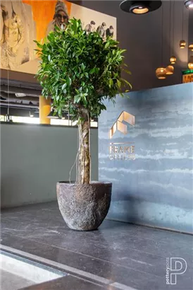 Oyster - Jesslyn Oyster - Jesslyn