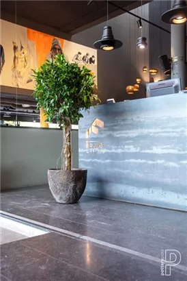 Oyster - Jesslyn Oyster - Jesslyn