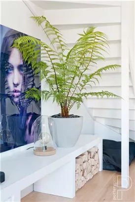 Oyster - Jesslyn Oyster - Jesslyn