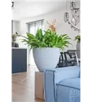 Oyster - Jesslyn Oyster - Jesslyn