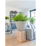 Oyster - Jesslyn Oyster - Jesslyn