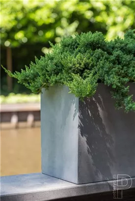 Essential - Jort Essential - Jort