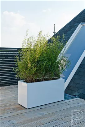 Essential - Jort Essential - Jort