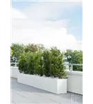 Essential - Jort Essential - Jort