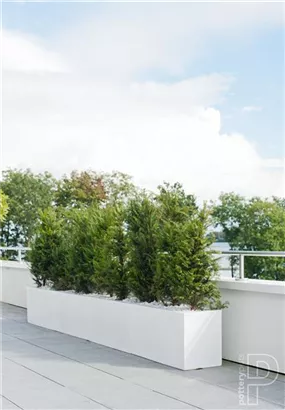 Essential - Jort Essential - Jort