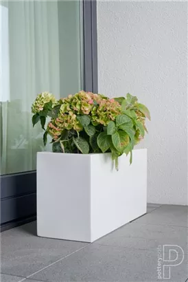 Essential - Jort Essential - Jort