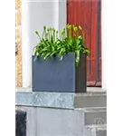 Natural - Jort Slim