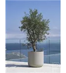 Urban - Jumbo Charlie