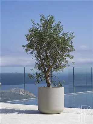 Urban - Jumbo Charlie