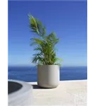 Urban - Jumbo Charlie