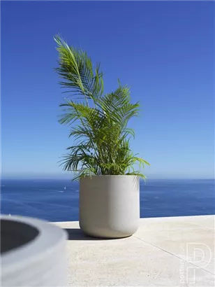 Urban - Jumbo Charlie