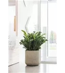 Urban - Jumbo Charlie