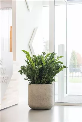 Urban - Jumbo Charlie