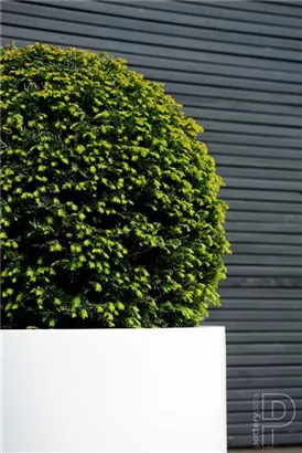 Essential - Jumbo Max Mid. High Essential - Jumbo Max Mid. High