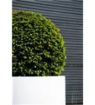 Essential - Jumbo Max Mid. High