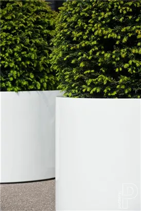 Essential - Jumbo Max Mid. High