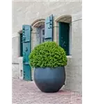 Urban - Jumbo Orb