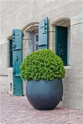 Urban - Jumbo Orb