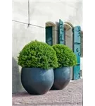 Urban - Jumbo Orb