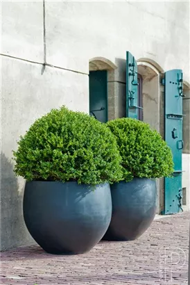 Urban - Jumbo Orb