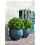 Urban - Jumbo Orb