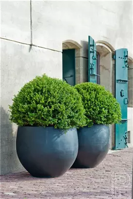 Urban - Jumbo Orb