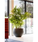 Urban - Jumbo Orb Urban - Jumbo Orb